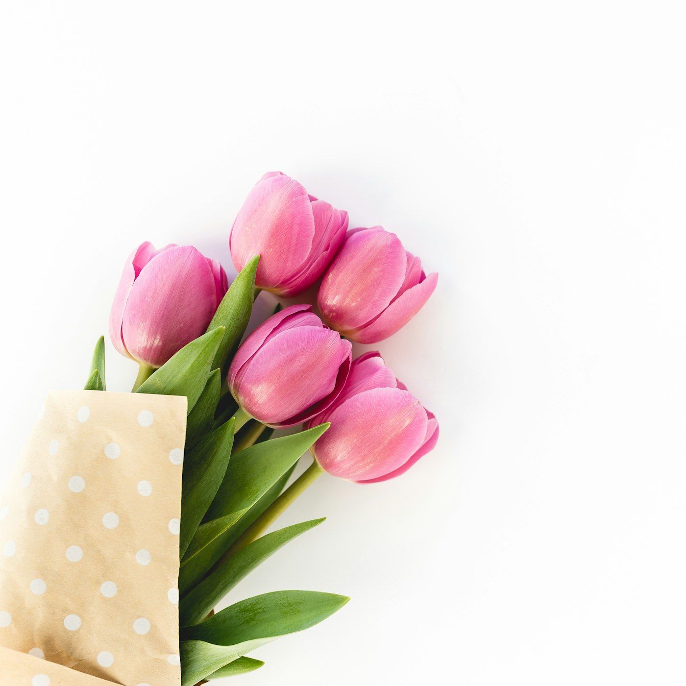 Bó tulip hồng trong túi giấy kem chấm bi
